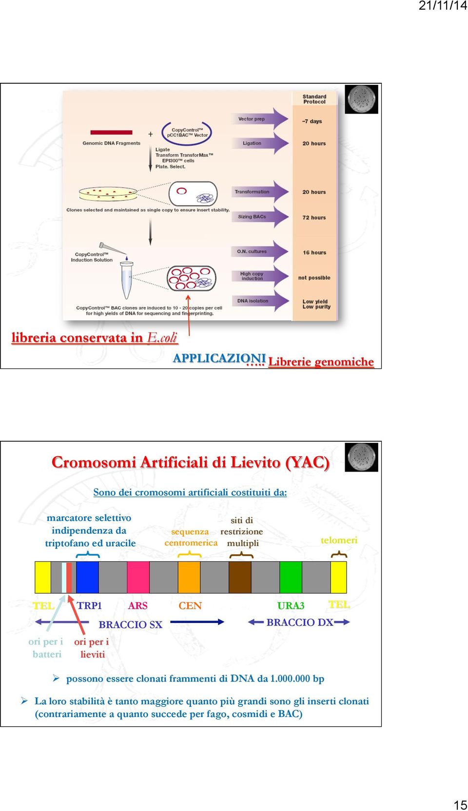 da triptofano ed uracile siti di sequenza restrizione centromerica multipli telomeri TEL ori per i batteri TRP1 ori per i lieviti ARS