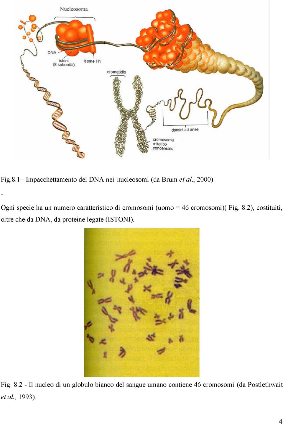 cromosomi)( Fig. 8.2), costituiti, oltre che da DNA, da proteine legate (ISTONI).