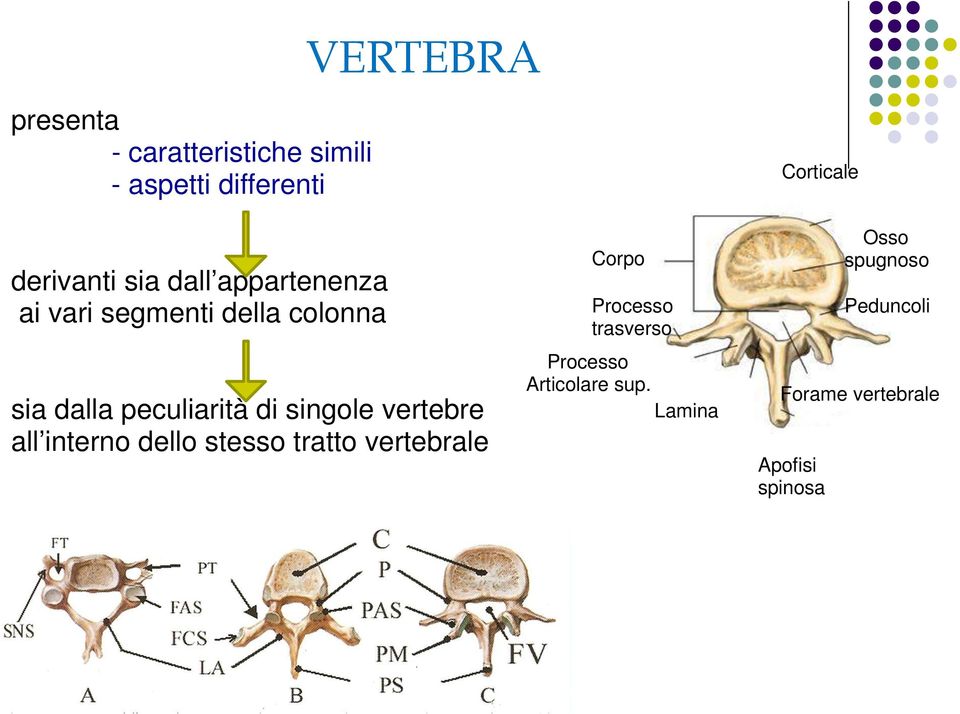 vertebre all interno dello stesso tratto vertebrale Corpo Processo trasverso