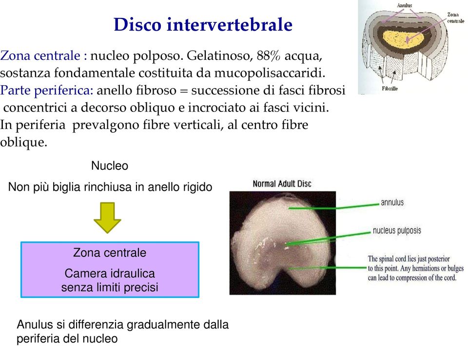 Parte periferica: anello fibroso = successione di fasci fibrosi concentrici a decorso obliquo e incrociato ai fasci