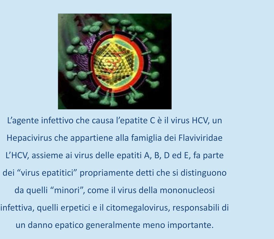 epatitici propriamente detti che si distinguono da quelli minori, come il virus della mononucleosi