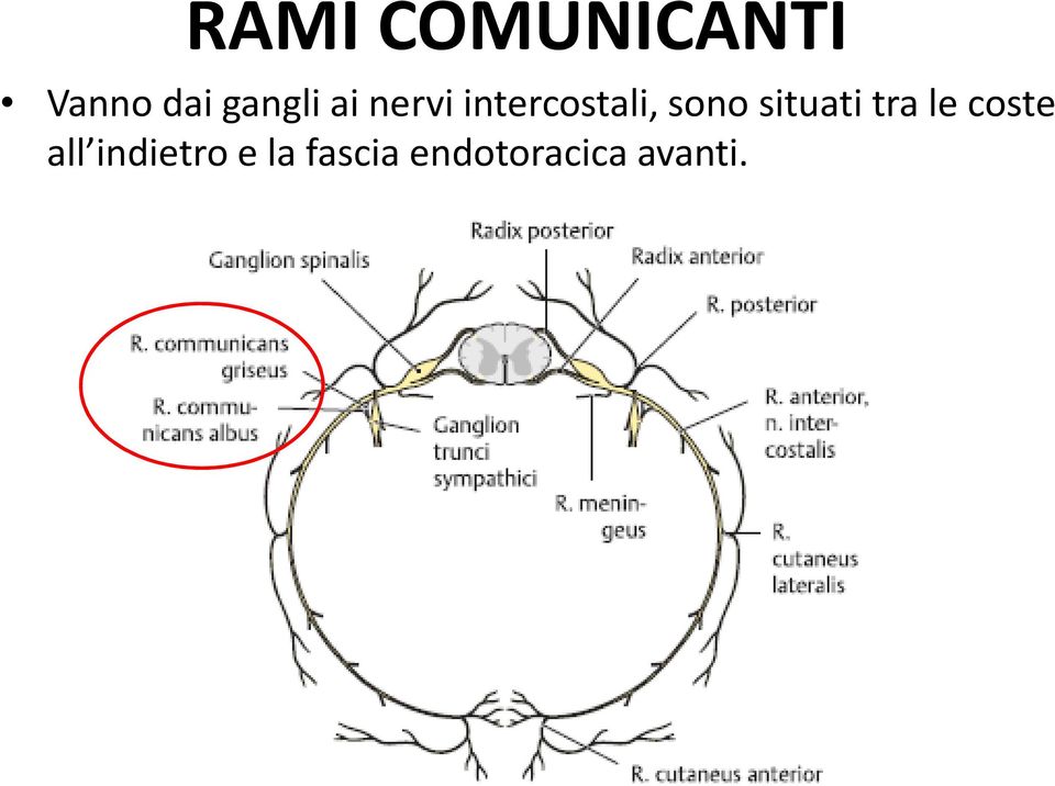 sono situati tra le coste all