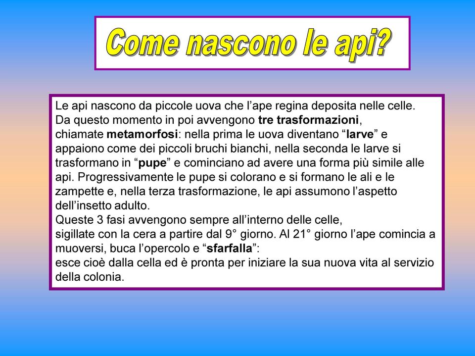 trasformano in pupe e cominciano ad avere una forma più simile alle api.