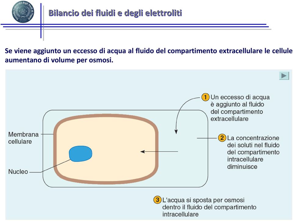 fluido del compartimento extracellulare