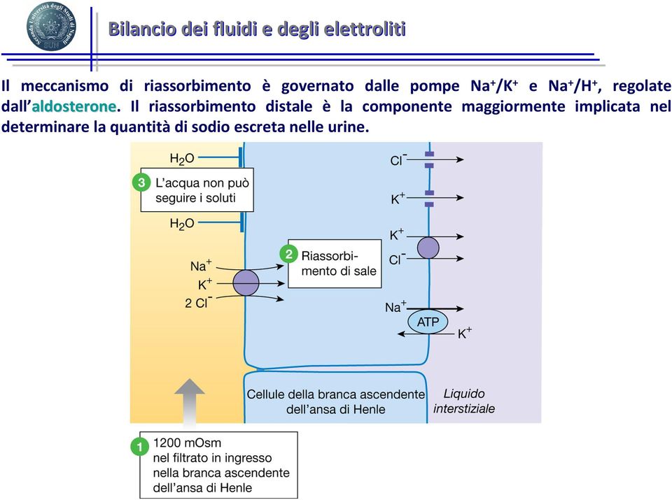 regolate dall aldosterone.