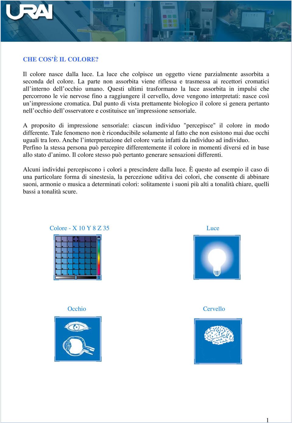 Questi ultimi trasformano la luce assorbita in impulsi che percorrono le vie nervose fino a raggiungere il cervello, dove vengono interpretati: nasce così un impressione cromatica.