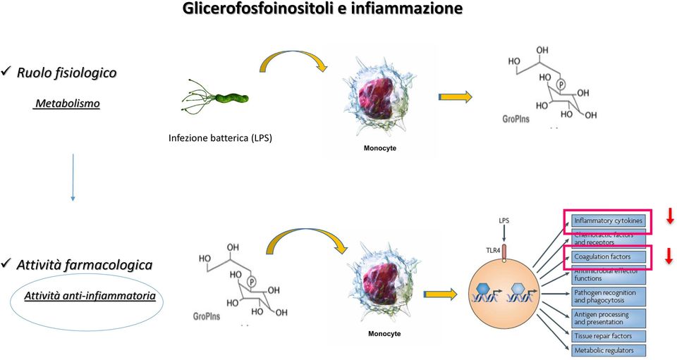 Metabolismo Infezione batterica