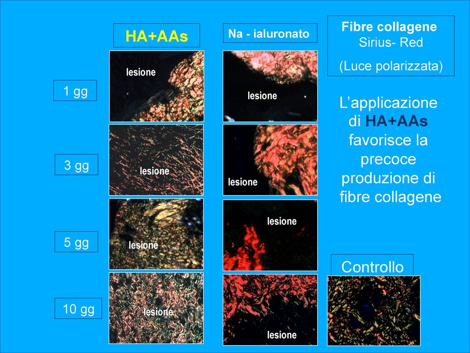 applicazione di HA+AAs favorisce la precoce produzione di