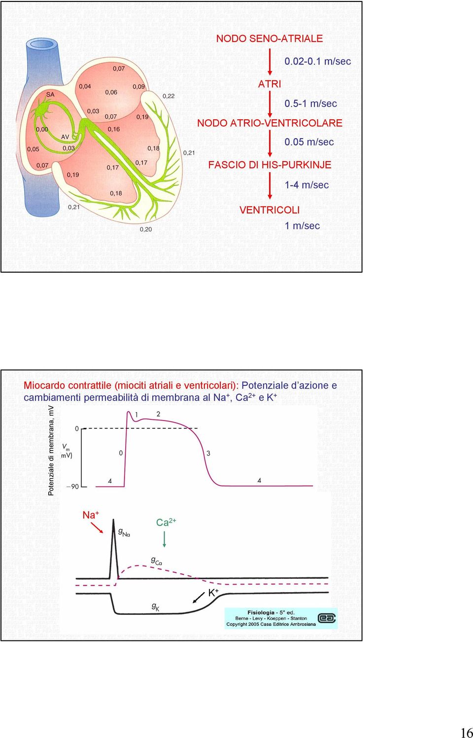 contrattile (miociti atriali e ventricolari): Potenziale d azione e