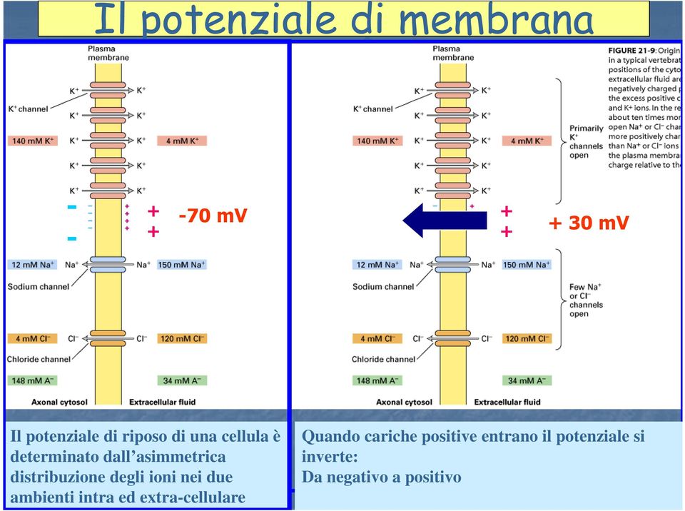 distribuzione degli ioni nei due ambienti intra ed extra-cellulare + + + 30