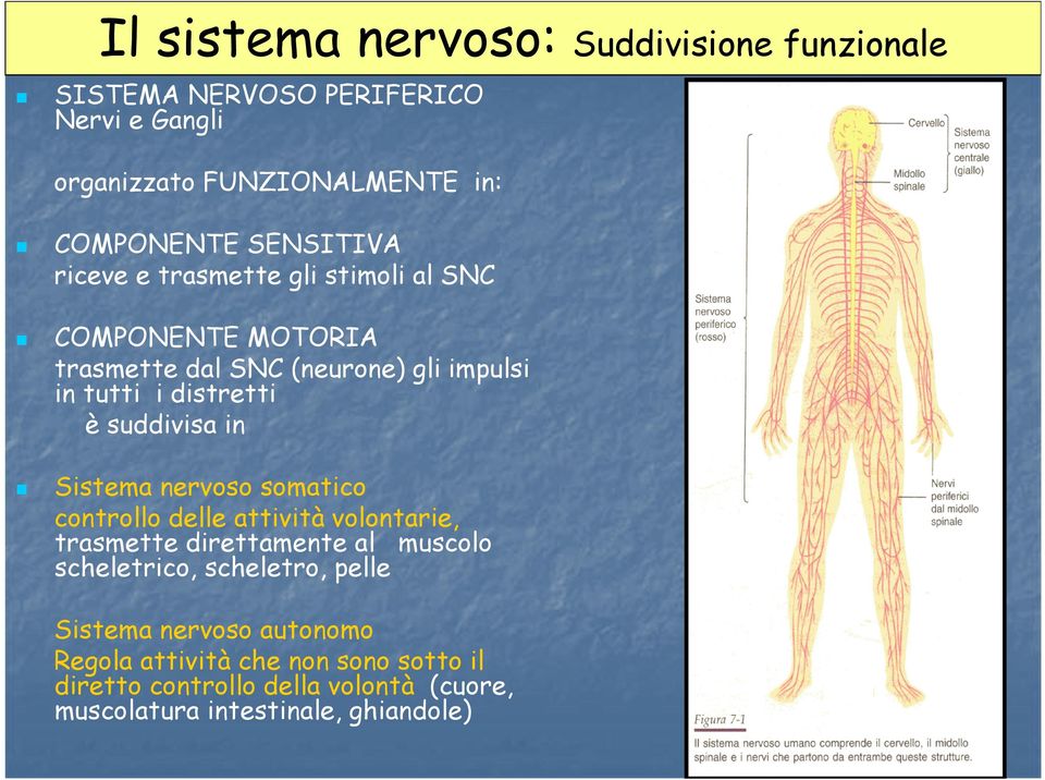 suddivisa in Sistema nervoso somatico controllo delle attività volontarie, trasmette direttamente al muscolo scheletrico, scheletro,