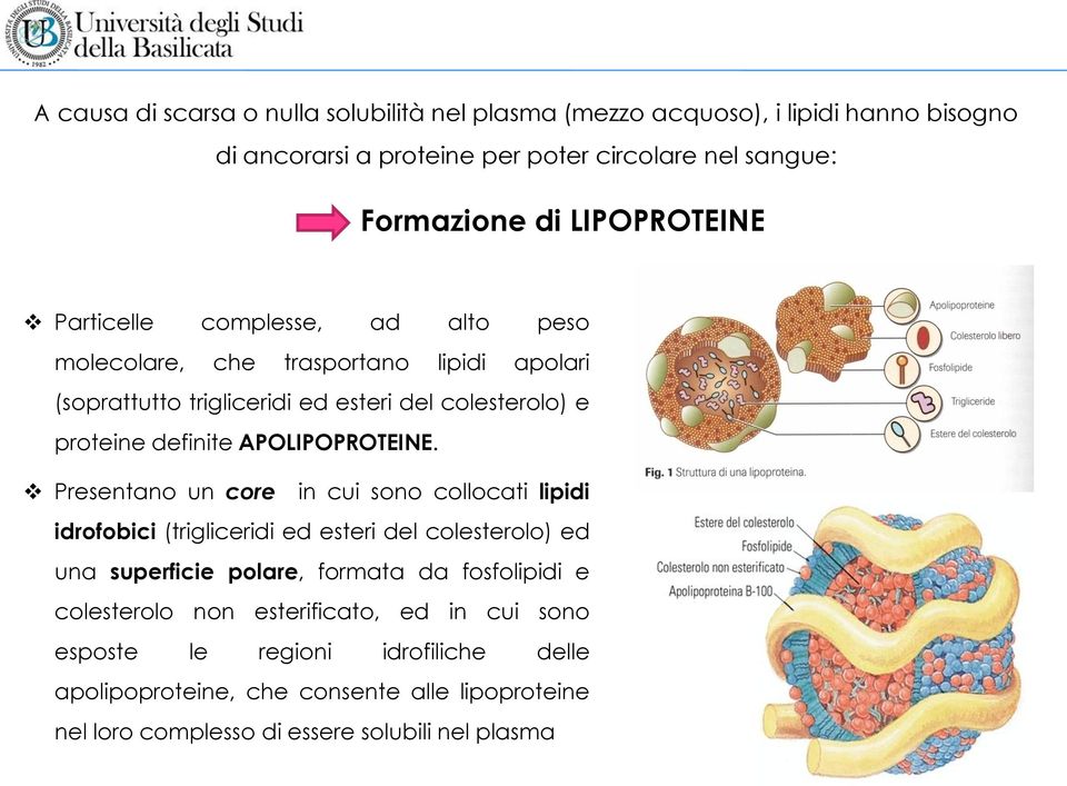 APOLIPOPROTEINE.