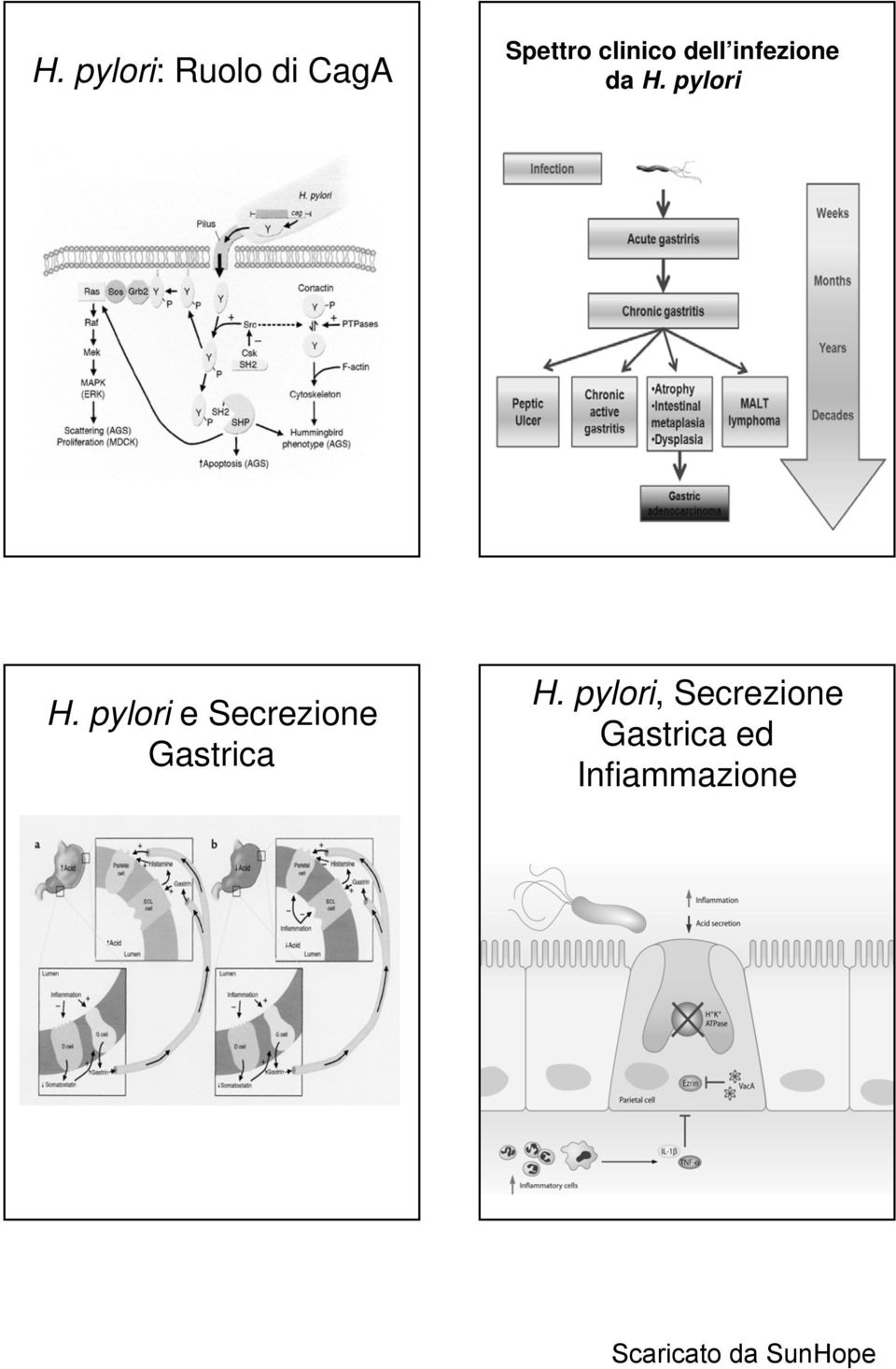 pylori H.