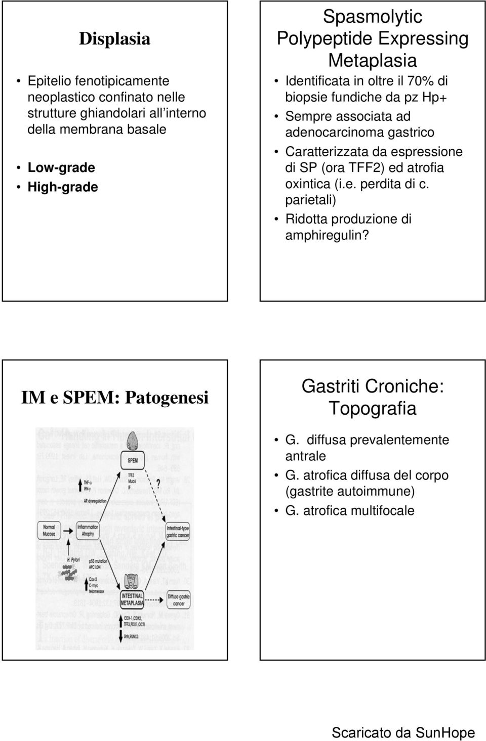 gastrico Caratterizzata da espressione di SP (ora TFF2) ed atrofia oxintica (i.e. perdita di c. parietali) Ridotta produzione di amphiregulin?