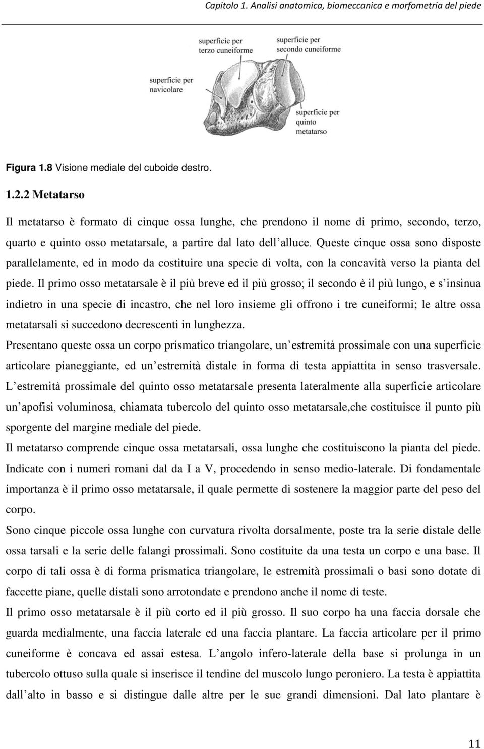 Queste cinque ossa sono disposte parallelamente, ed in modo da costituire una specie di volta, con la concavità verso la pianta del piede.