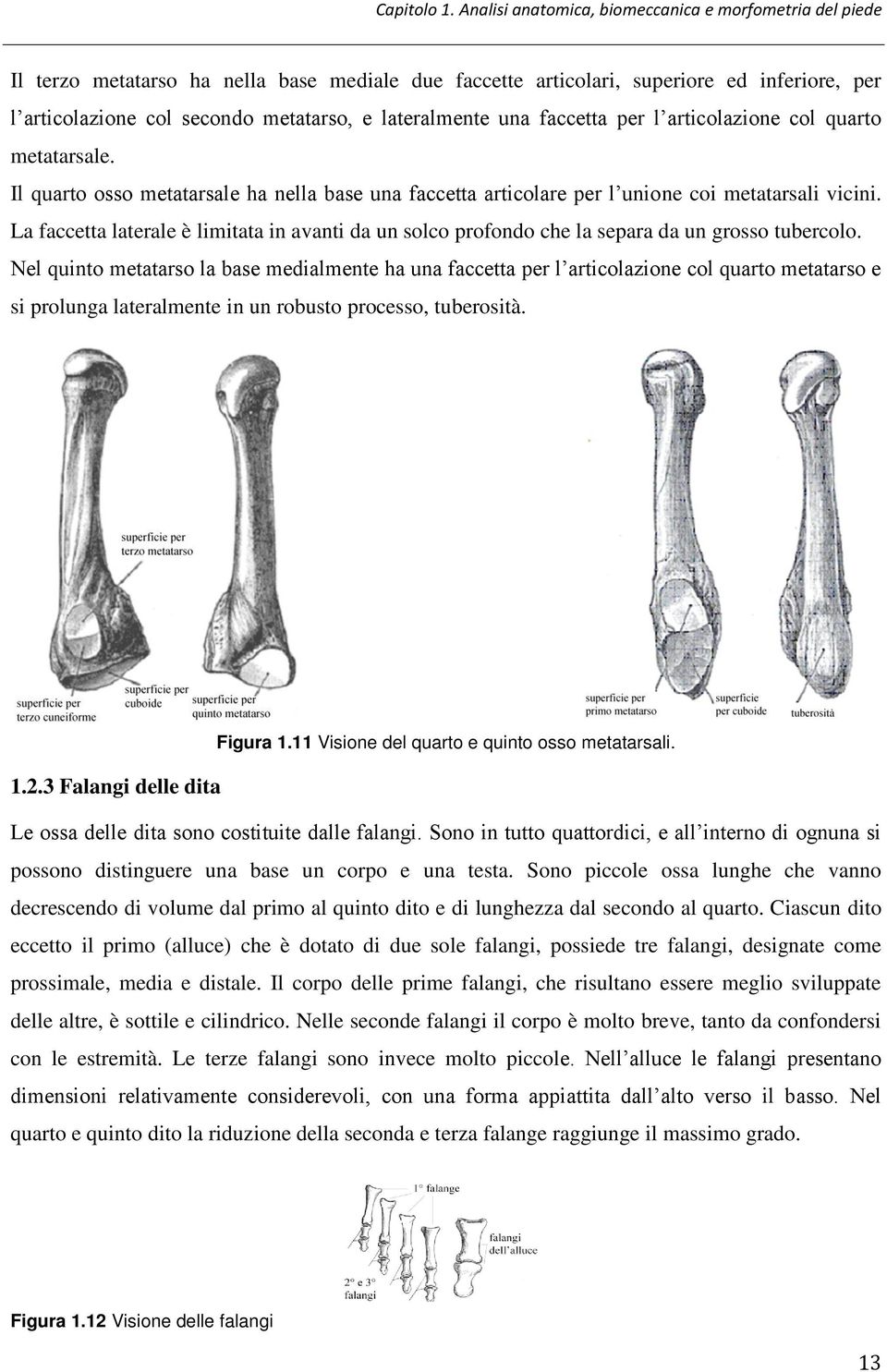 lateralmente una faccetta per l articolazione col quarto metatarsale. Il quarto osso metatarsale ha nella base una faccetta articolare per l unione coi metatarsali vicini.