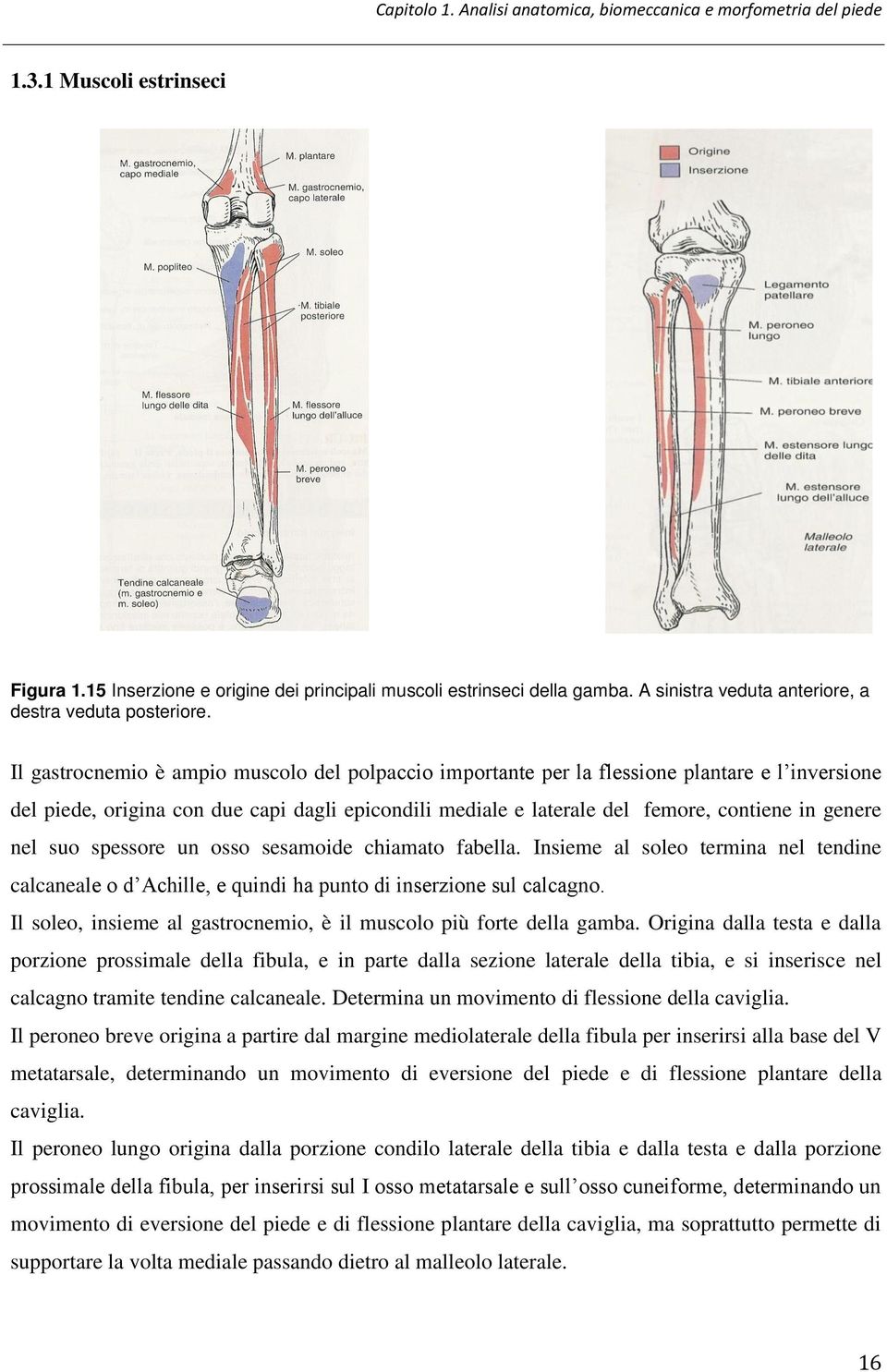 Il gastrocnemio è ampio muscolo del polpaccio importante per la flessione plantare e l inversione del piede, origina con due capi dagli epicondili mediale e laterale del femore, contiene in genere