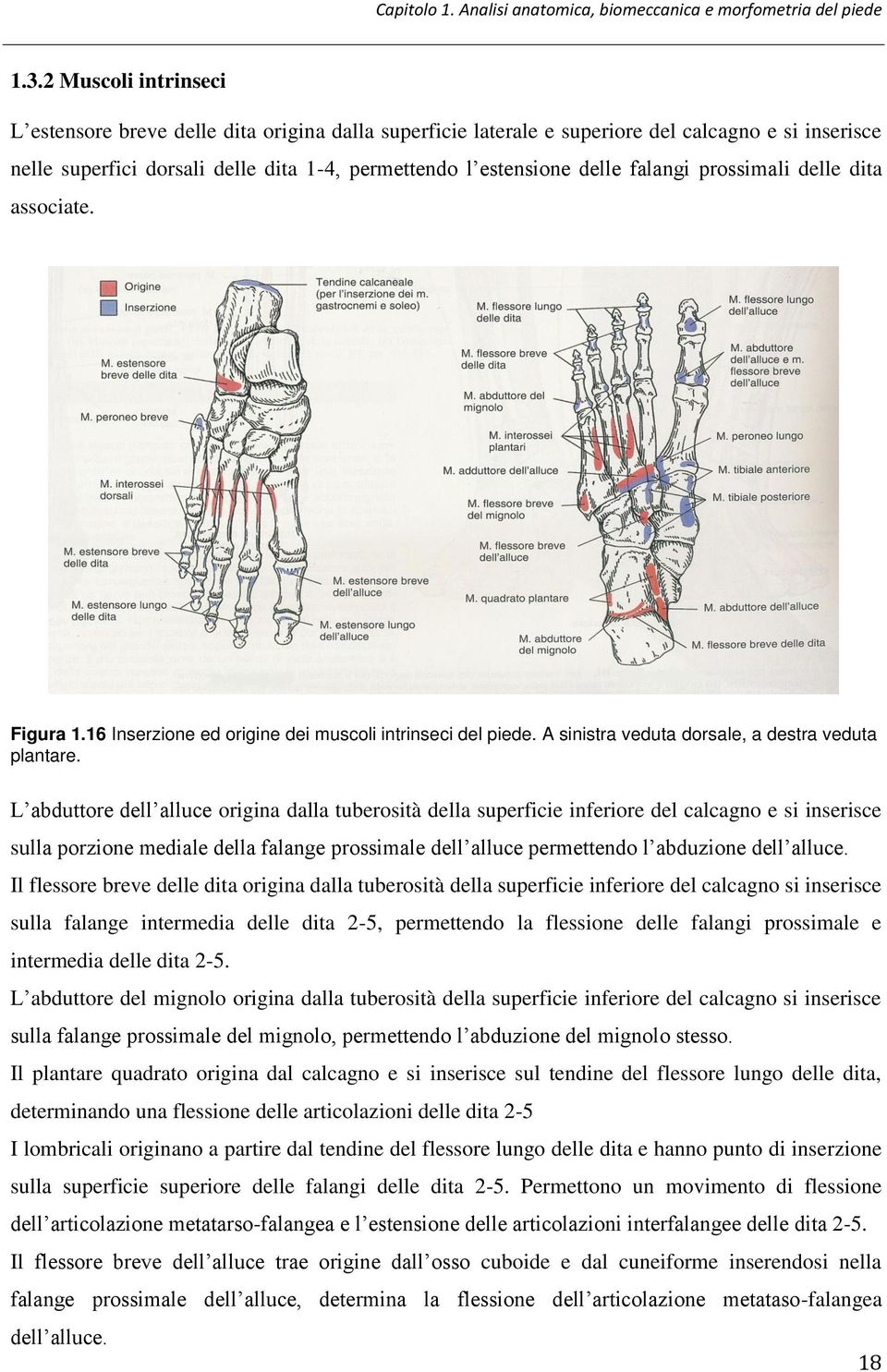 falangi prossimali delle dita associate. Figura 1.16 Inserzione ed origine dei muscoli intrinseci del piede. A sinistra veduta dorsale, a destra veduta plantare.