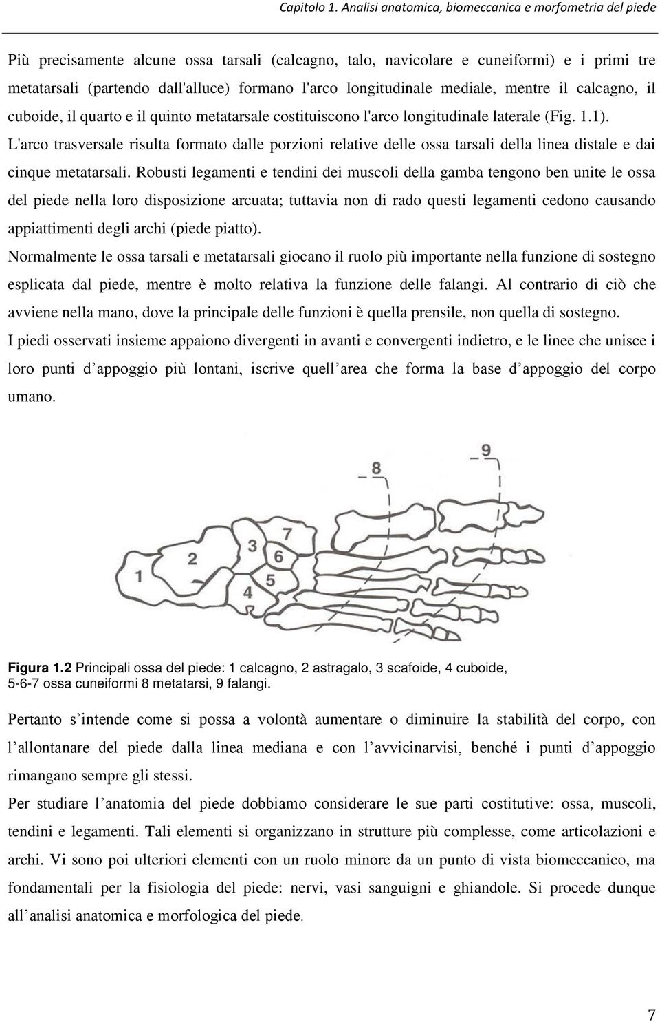 longitudinale mediale, mentre il calcagno, il cuboide, il quarto e il quinto metatarsale costituiscono l'arco longitudinale laterale (Fig. 1.1).