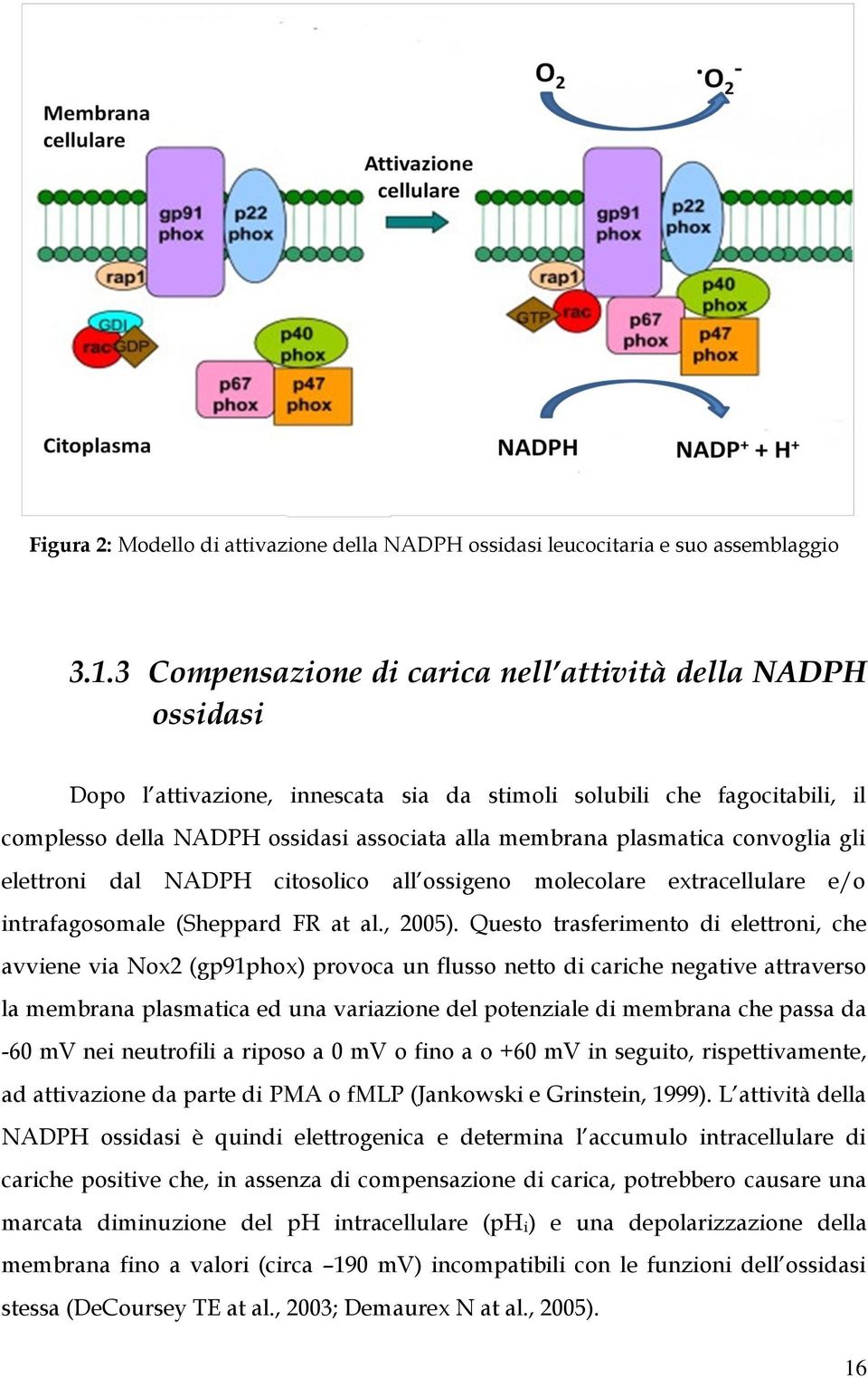 plasmatica convoglia gli elettroni dal NADPH citosolico all ossigeno molecolare extracellulare e/o intrafagosomale (Sheppard FR at al., 2005).
