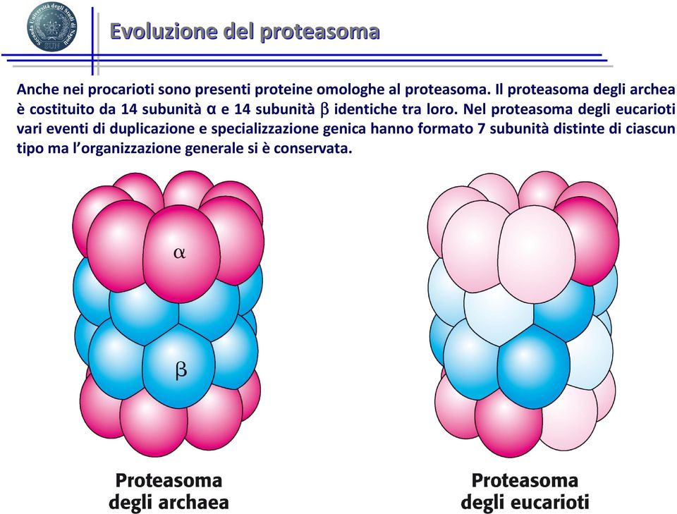 Il proteasoma degli archea è costituito da 14 subunitàαe 14 subunità β identiche tra loro.