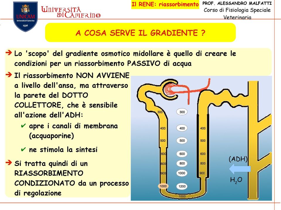 di acqua Il riassorbimento NON AVVIENE a livello dell'ansa, ma attraverso la parete del DOTTO COLLETTORE,