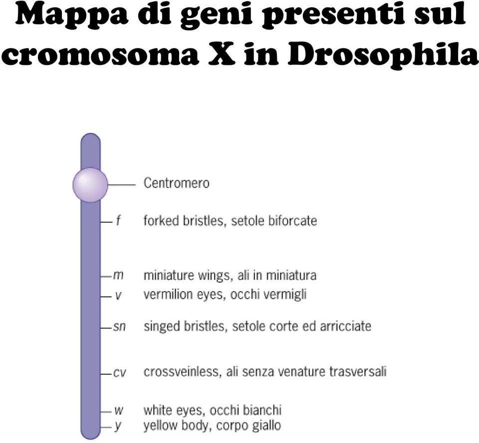 presenti sul