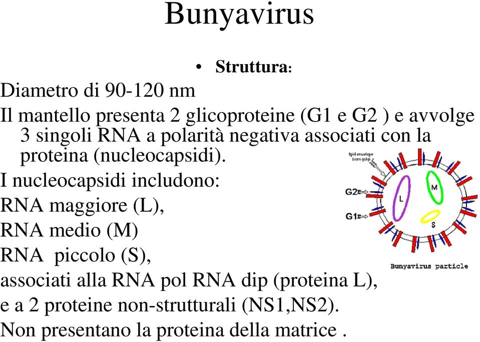 I nucleocapsidi includono: RNA maggiore (L), RNA medio (M) RNA piccolo (S), associati alla RNA
