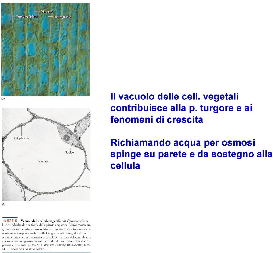 turgore e ai fenomeni di crescita