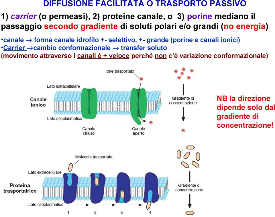 +- grande (porine e canali ionici) Carrier cambio conformazionale transfer soluto (movimento attraverso i canali