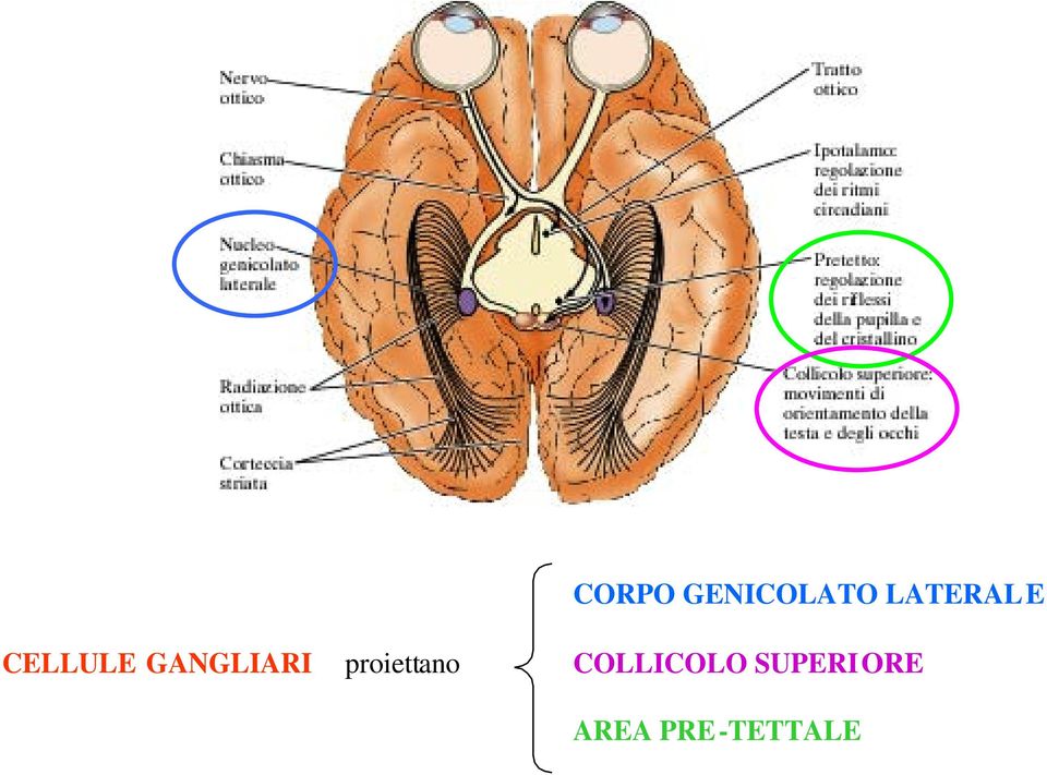 GANGLIARI proiettano