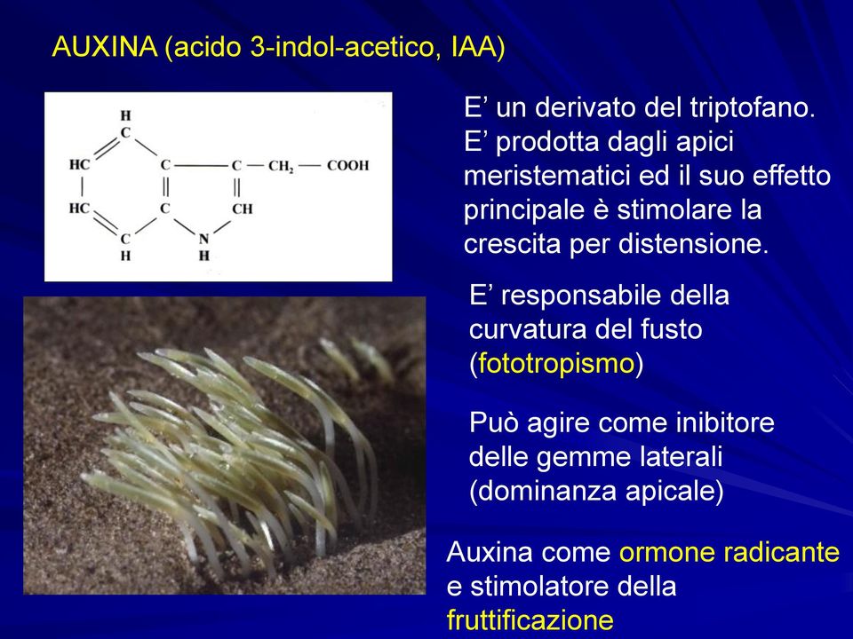 E prodotta dagli apici meristematici ed il suo effetto principale è stimolare la crescita