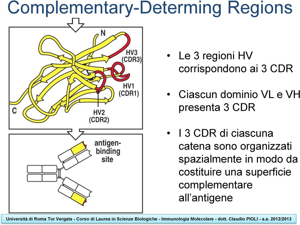 presenta 3 CDR I 3 CDR di ciascuna catena sono organizzati