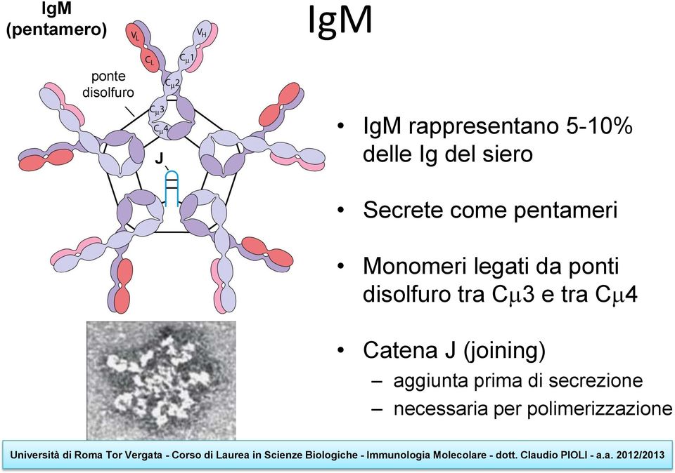 legati da ponti disolfuro tra Cm3 e tra Cm4 Catena J