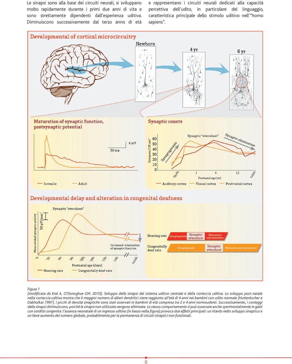 stimolo uditivo nell homo sapiens. Figura 1 (modificata da Kral A, O Donoghue GM. 2010). Sviluppo delle sinapsi del sistema uditivo centrale e della corteccia uditiva.
