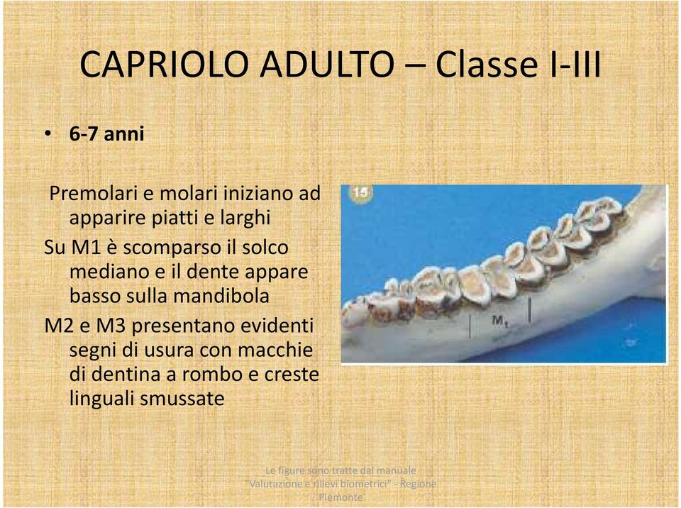 dente appare basso sulla mandibola M2 e M3 presentano evidenti