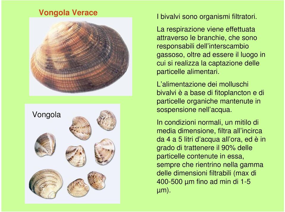 delle particelle alimentari. L alimentazione dei molluschi bivalvi è a base di fitoplancton e di particelle organiche mantenute in sospensione nell acqua.