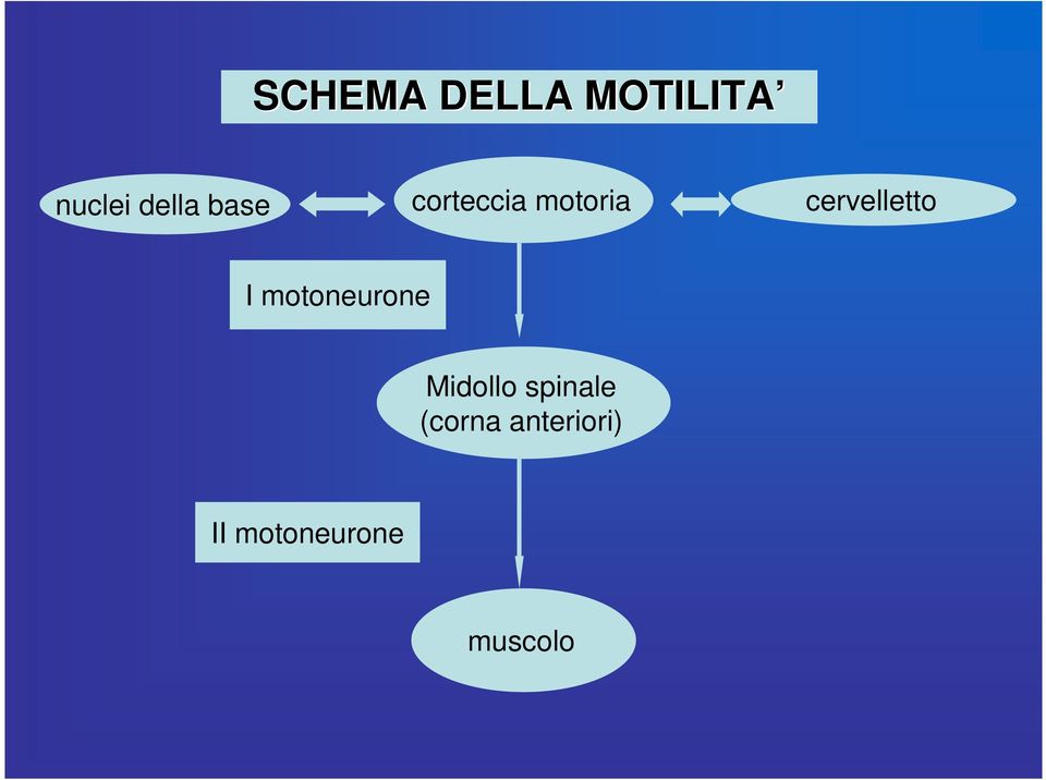 I motoneurone Midollo spinale