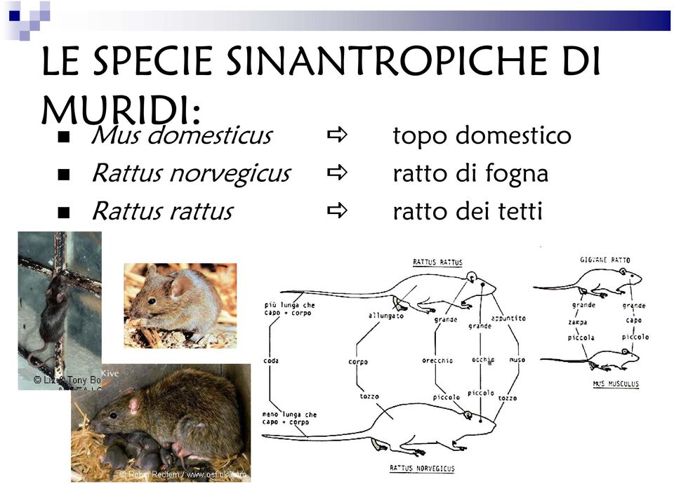 domestico Rattus norvegicus