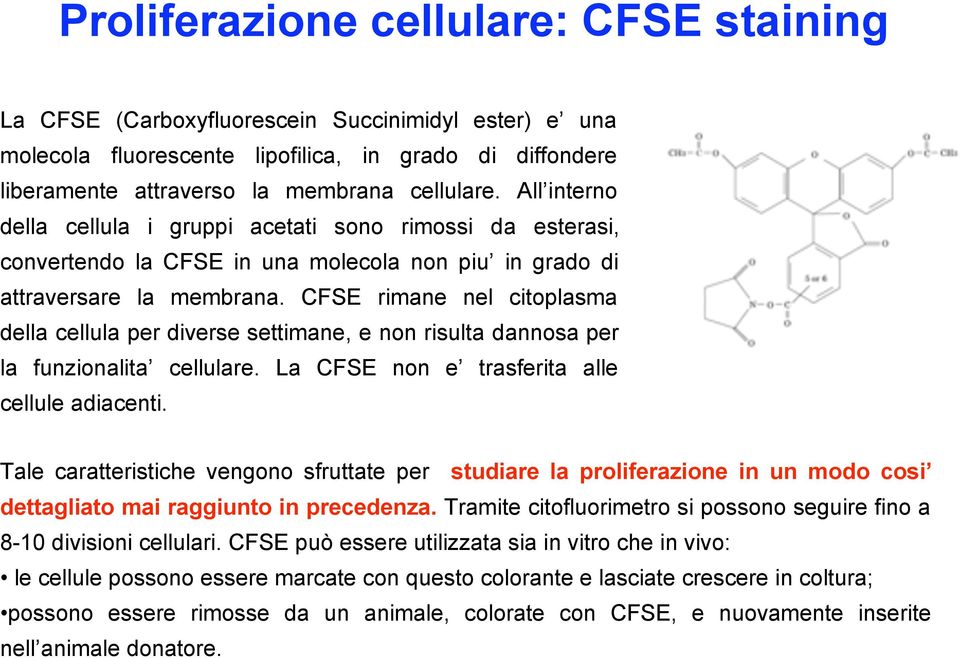CFSE rimane nel citoplasma della cellula per diverse settimane, e non risulta dannosa per la funzionalita cellulare. La CFSE non e trasferita alle cellule adiacenti.