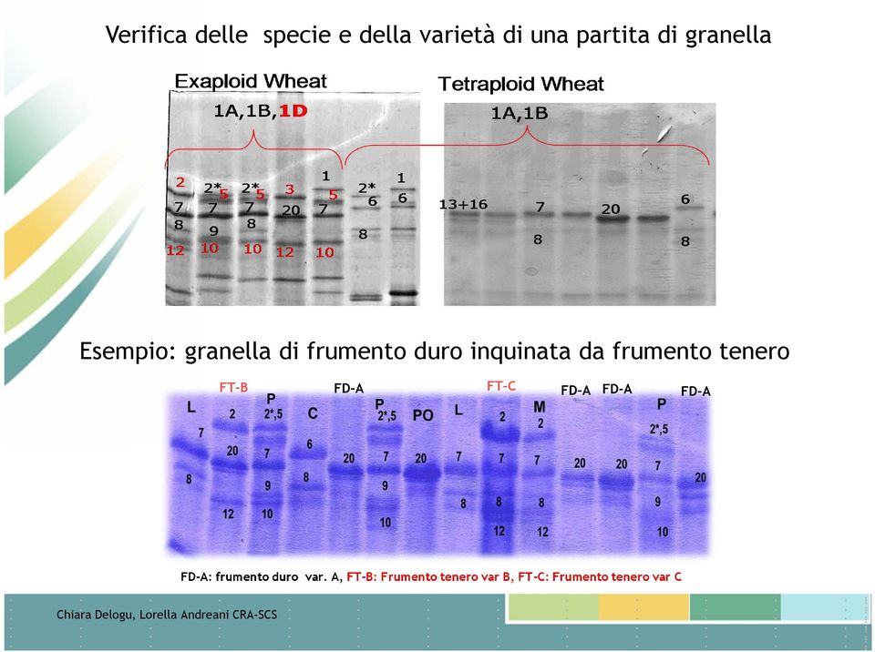frumento tenero FT-B P FD-A FT-C FD-A FD-A FD-A P L FD-A: