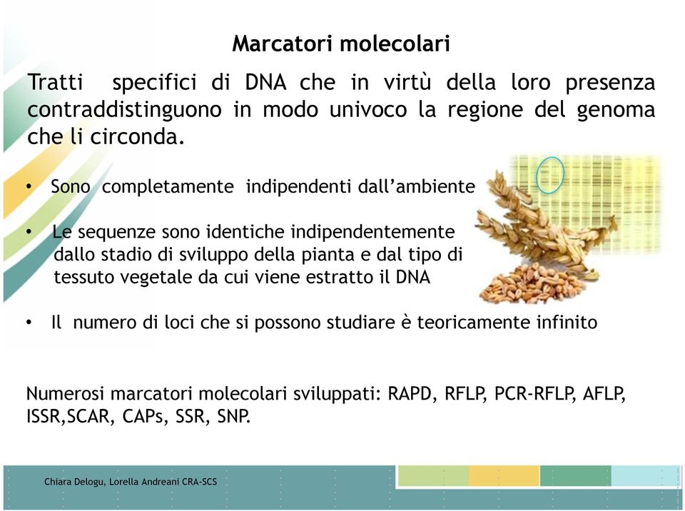 Sono completamente indipendenti dall ambiente Le sequenze sono identiche indipendentemente dallo stadio di sviluppo della