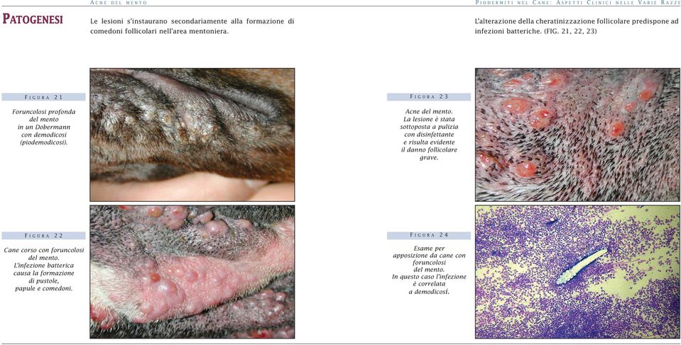 21, 22, 23) F IGURA 21 Foruncolosi profonda del mento in un Dobermann con demodicosi (piodemodicosi). F IGURA 23 Acne del mento.