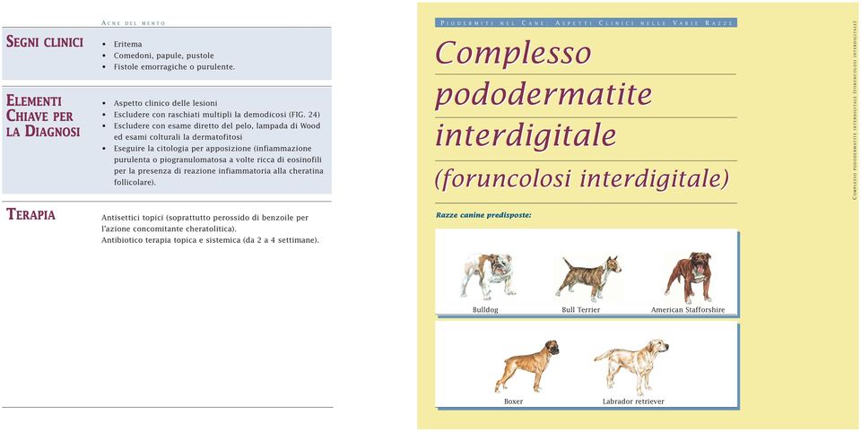 24) Escludere con esame diretto del pelo, lampada di Wood ed esami colturali la dermatofitosi Eseguire la citologia per apposizione (infiammazione purulenta o piogranulomatosa a volte ricca di