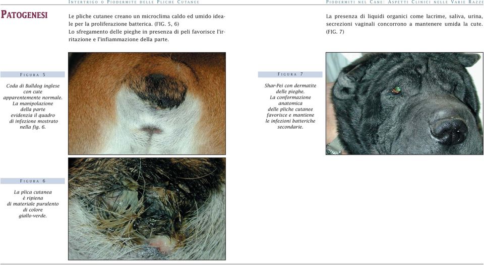 P IODERMITI NEL C ANE: ASPETTI C LINICI NELLE V ARIE R AZZE La presenza di liquidi organici come lacrime, saliva, urina, secrezioni vaginali concorrono a mantenere umida la cute. (FIG.