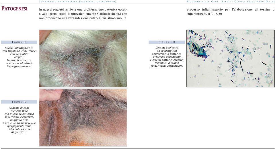 8, 9) F IGURA 8 Spazio interdigitale in West Highland white Terrier con dermatite atopica. Notare la presenza di eritema ed iniziale iperpigmentazione.