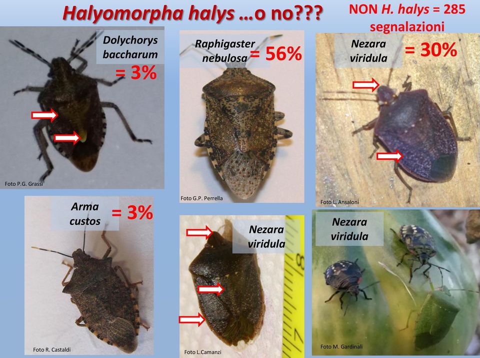 viridula = 30% = 3% Foto P.G. Grassi Arma custos = 3% Foto G.P. Perrella Nezara viridula Foto L.