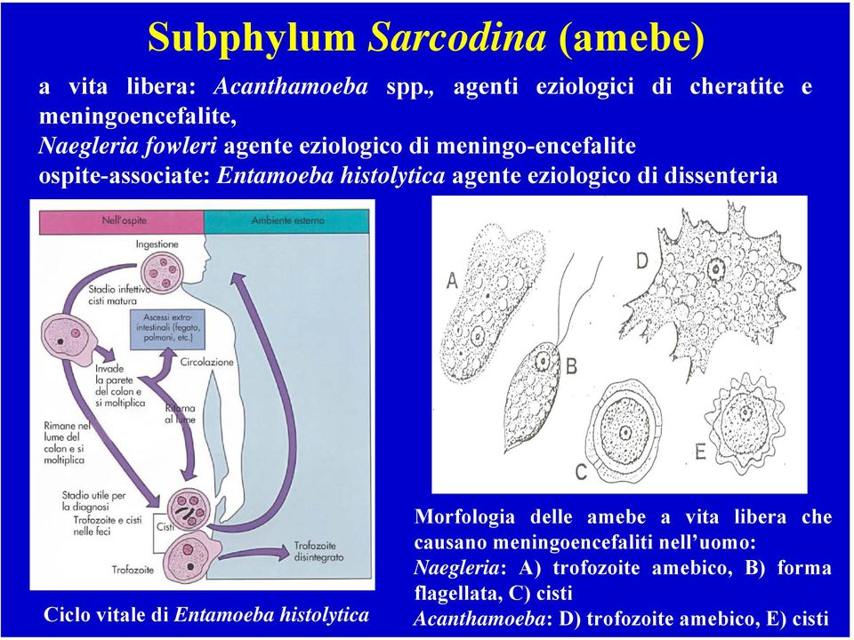 ospite-associate: Entamoeba histolytica agente eziologico di dissenteria Ciclo vitale di Entamoeba histolytica