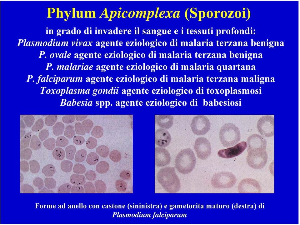 malariae agente eziologico di malaria quartana P.