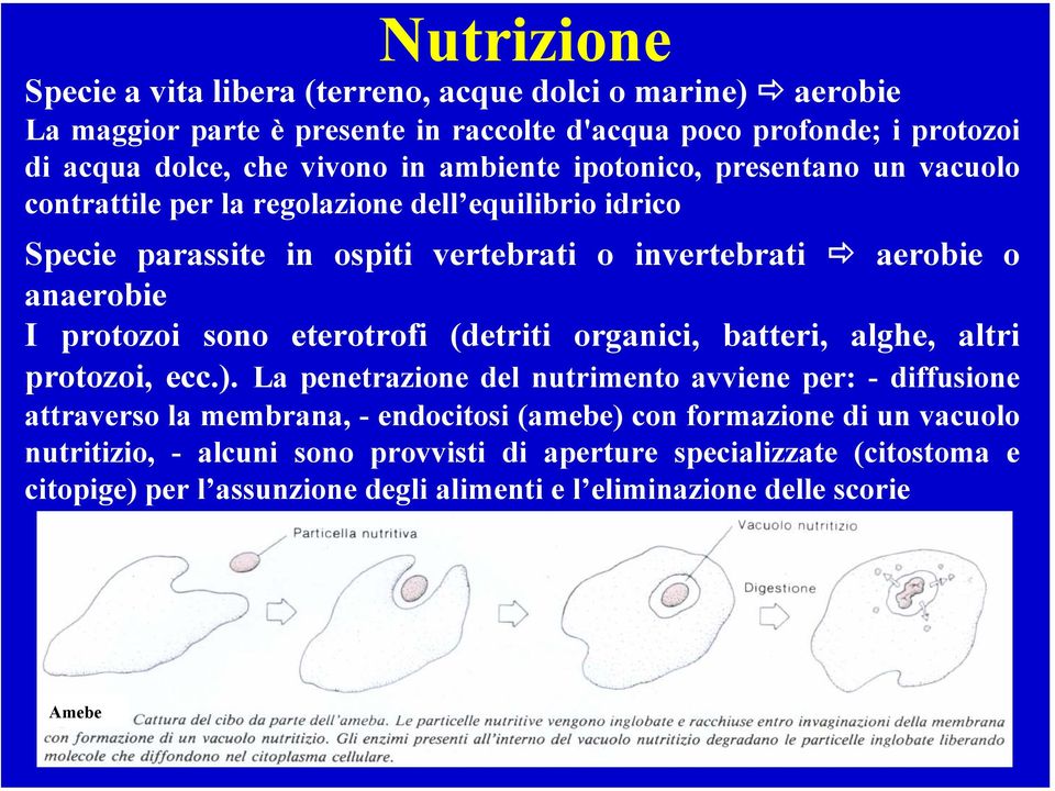 protozoi sono eterotrofi (detriti organici, batteri, alghe, altri protozoi, ecc.).